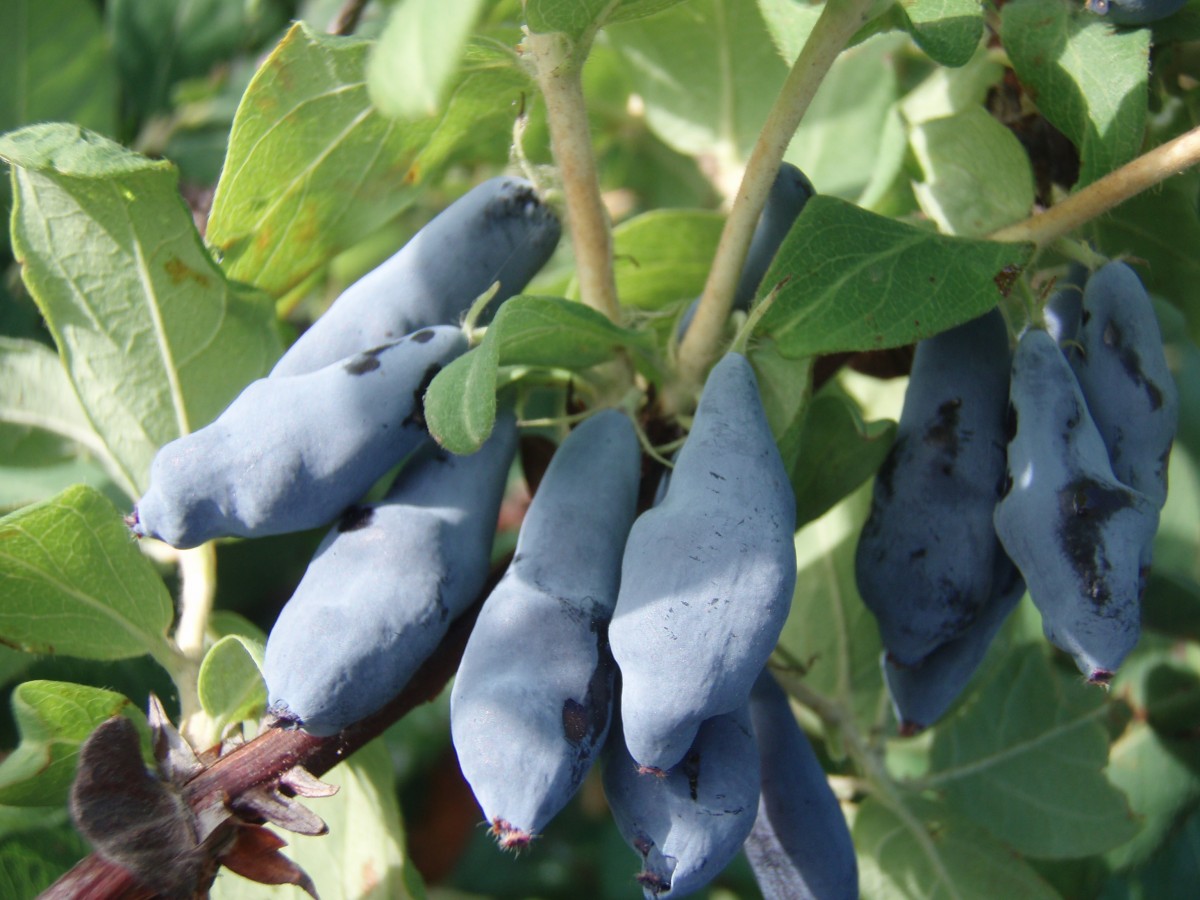 Удачный мир — виноградный питомник - Жимолость - особенности агротехники